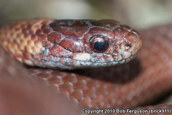 Northern Red-bellied Snake (Storeria occipitomaculata occipitomaculata)