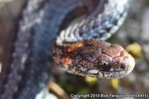 Northern Red-bellied Snake (Storeria occipitomaculata occipitomaculata)