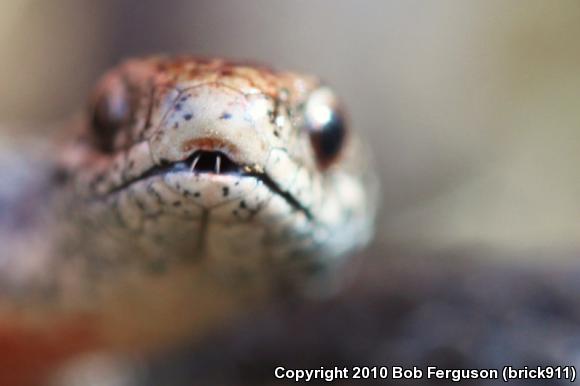 Northern Red-bellied Snake (Storeria occipitomaculata occipitomaculata)