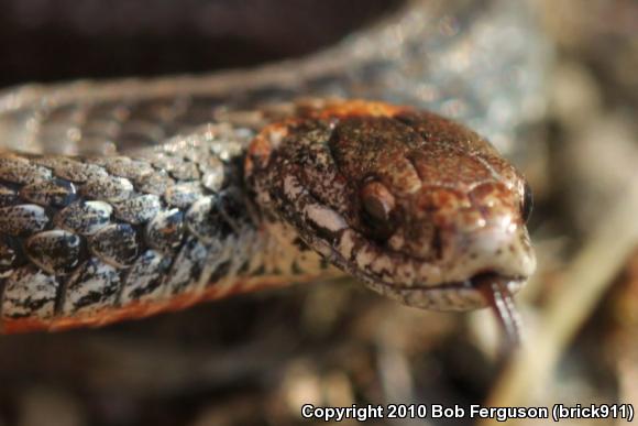 Northern Red-bellied Snake (Storeria occipitomaculata occipitomaculata)