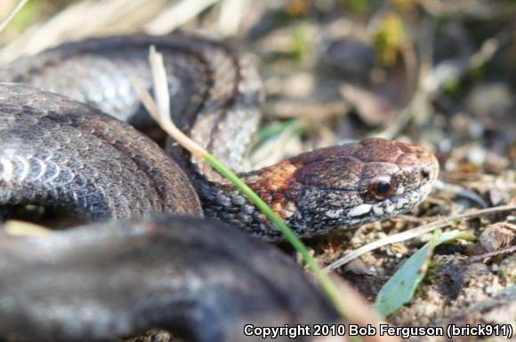 Northern Red-bellied Snake (Storeria occipitomaculata occipitomaculata)