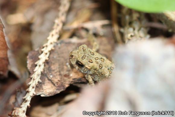 Eastern American Toad (Anaxyrus americanus americanus)