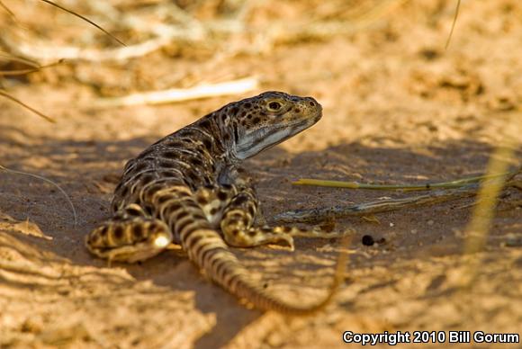 Longnose Leopard Lizard (Gambelia wislizenii)