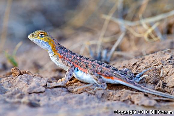 Speckled Earless Lizard (Holbrookia maculata approximans)