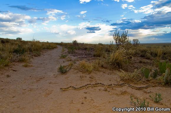 Sonoran Gopher Snake (Pituophis catenifer affinis)