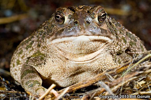 Great Plains Toad (Anaxyrus cognatus)