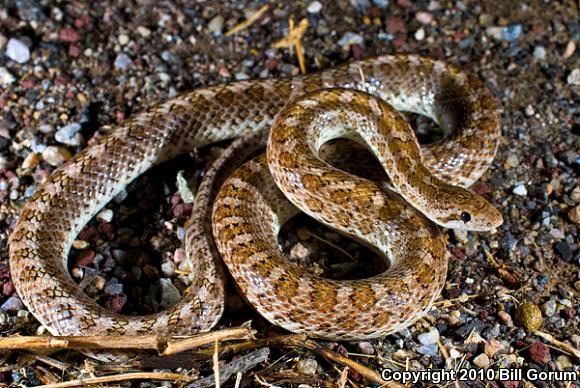 Painted Desert Glossy Snake (Arizona elegans philipi)