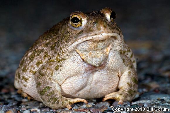 Great Plains Toad (Anaxyrus cognatus)