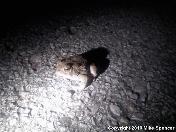 Fowler's Toad (Anaxyrus fowleri)