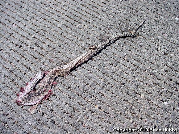 Great Basin Gopher Snake (Pituophis catenifer deserticola)