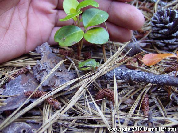 Pine Barrens Treefrog (Hyla andersonii)