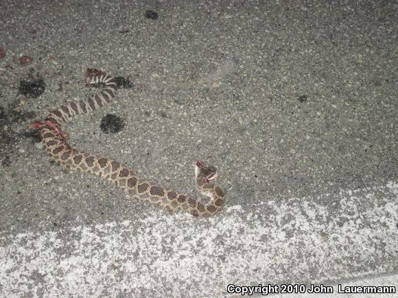 Southern Pacific Rattlesnake (Crotalus oreganus helleri)