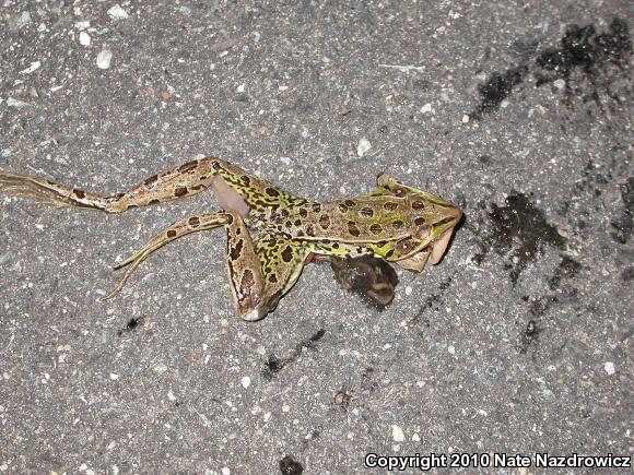 Southern Leopard Frog (Lithobates sphenocephalus utricularius)