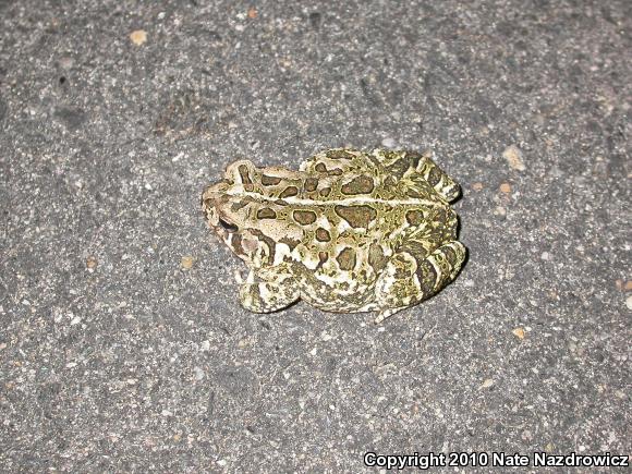 Fowler's Toad (Anaxyrus fowleri)