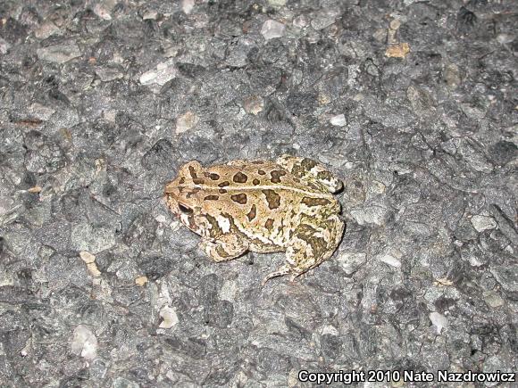 Fowler's Toad (Anaxyrus fowleri)