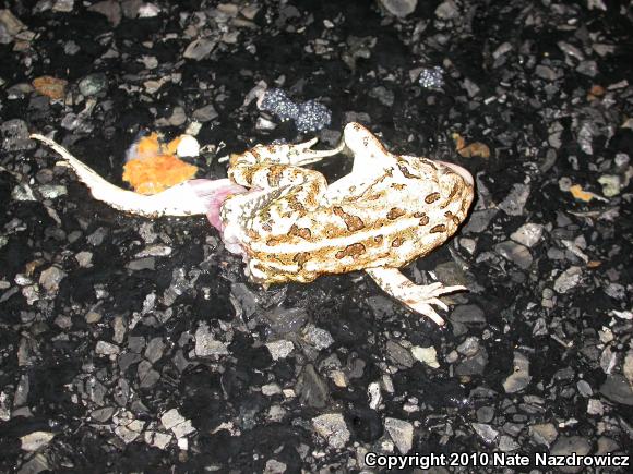 Fowler's Toad (Anaxyrus fowleri)