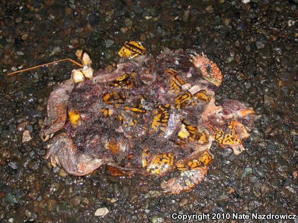 Eastern Box Turtle (Terrapene carolina carolina)