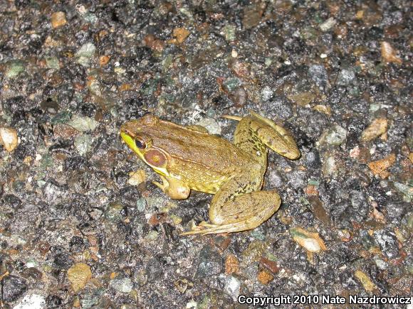 Northern Green Frog (Lithobates clamitans melanota)