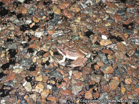 Wood Frog (Lithobates sylvaticus)