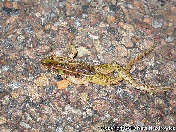 Southern Leopard Frog (Lithobates sphenocephalus utricularius)