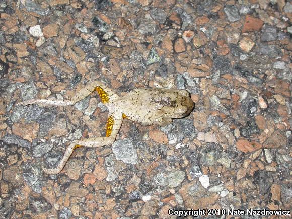 Cope's Gray Treefrog (Hyla chrysoscelis)