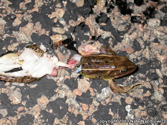 Southern Leopard Frog (Lithobates sphenocephalus utricularius)