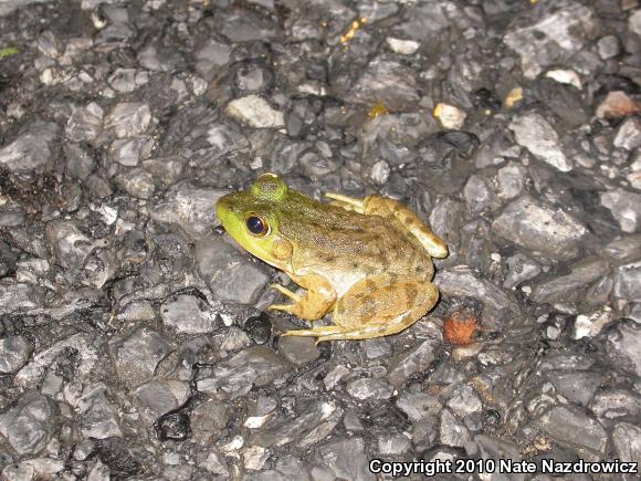 American Bullfrog (Lithobates catesbeianus)