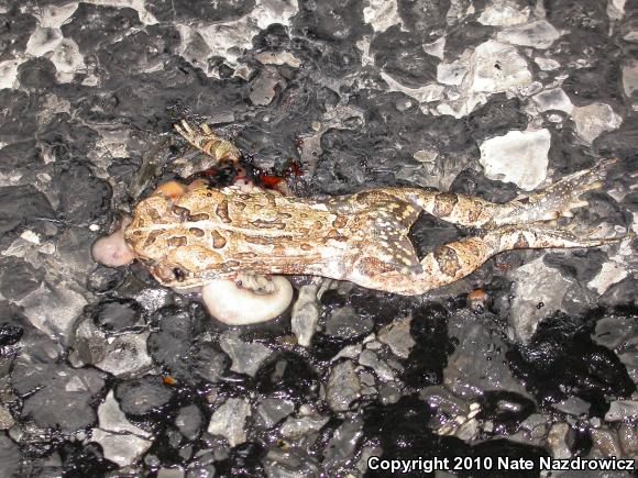 Fowler's Toad (Anaxyrus fowleri)