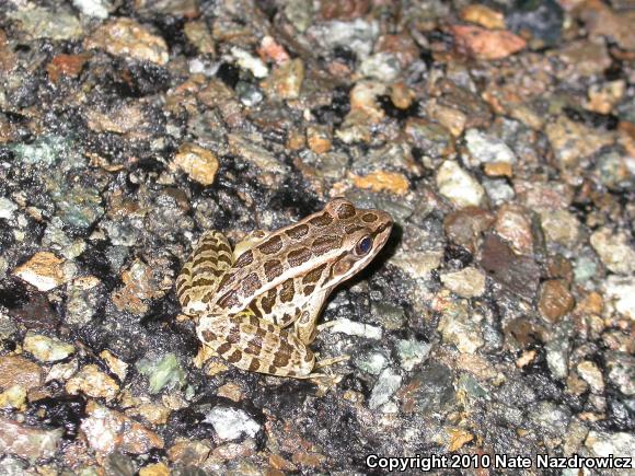 Pickerel Frog (Lithobates palustris)