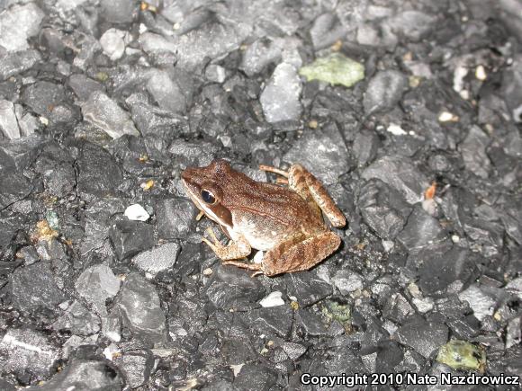 Wood Frog (Lithobates sylvaticus)