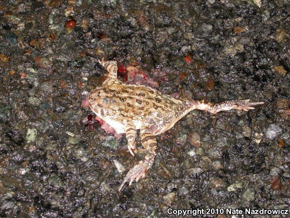 Fowler's Toad (Anaxyrus fowleri)