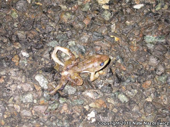 Northern Green Frog (Lithobates clamitans melanota)