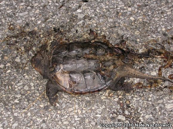 Eastern Snapping Turtle (Chelydra serpentina serpentina)