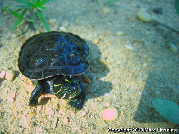 Northern Red-bellied Cooter (Pseudemys rubriventris)