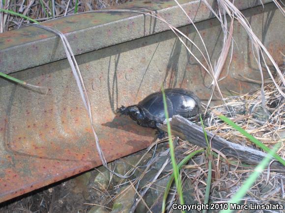 Eastern Mud Turtle (Kinosternon subrubrum subrubrum)