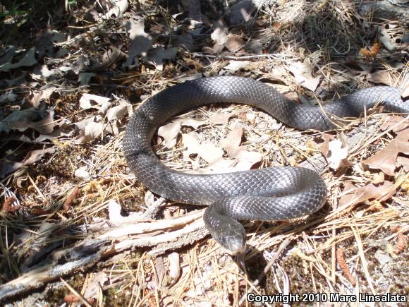 Northern  Black Racer (Coluber constrictor constrictor)