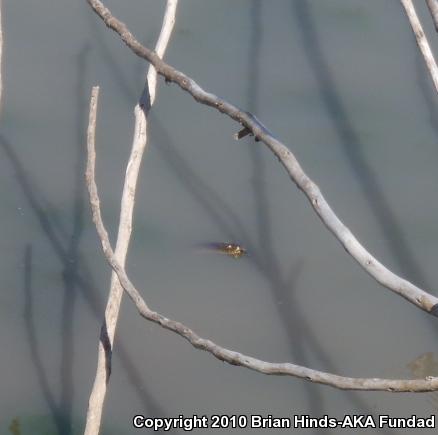 Diamond-backed Watersnake (Nerodia rhombifer)