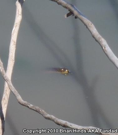 Diamond-backed Watersnake (Nerodia rhombifer)