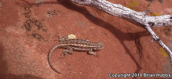 Northern Sagebrush Lizard (Sceloporus graciosus graciosus)