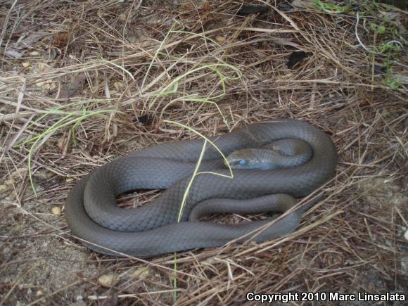 Northern  Black Racer (Coluber constrictor constrictor)