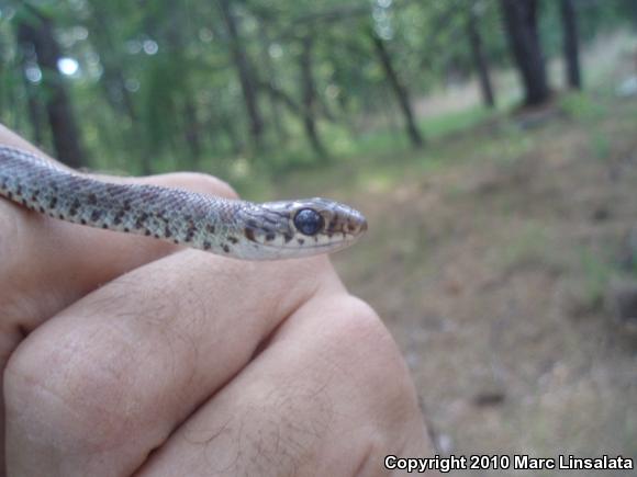 Northern  Black Racer (Coluber constrictor constrictor)