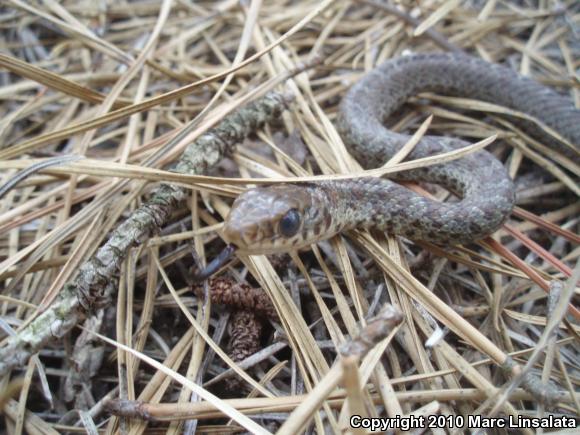 Northern  Black Racer (Coluber constrictor constrictor)