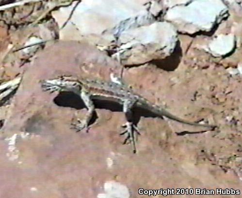 Northern Sagebrush Lizard (Sceloporus graciosus graciosus)