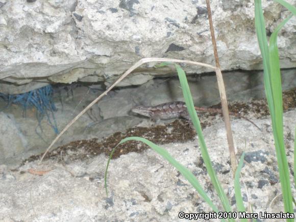 Eastern Fence Lizard (Sceloporus undulatus)