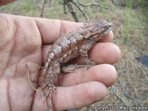 Eastern Fence Lizard (Sceloporus undulatus)