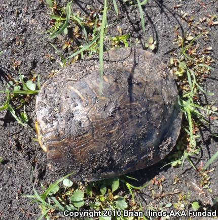 Red-eared Slider (Trachemys scripta elegans)