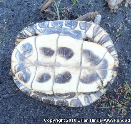 Red-eared Slider (Trachemys scripta elegans)