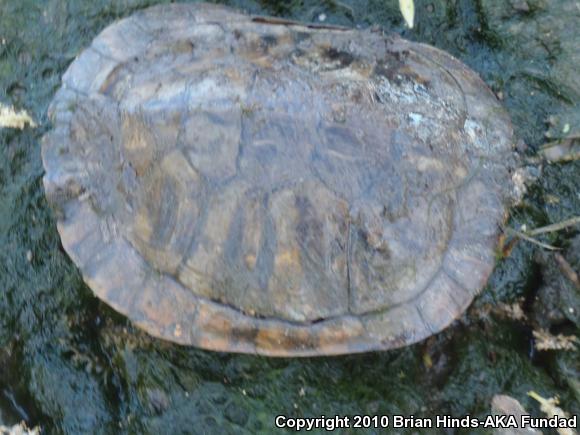 Red-eared Slider (Trachemys scripta elegans)