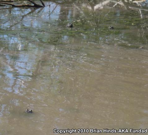 American Bullfrog (Lithobates catesbeianus)