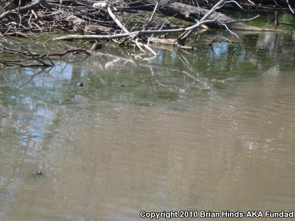 American Bullfrog (Lithobates catesbeianus)